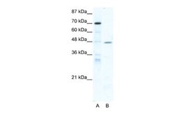EAR2/NR2F6 Rabbit anti-Human, Polyclonal, Novus Biologicals 0.1 mL | Buy Online | Novus Biologicals | Fisher Scientific